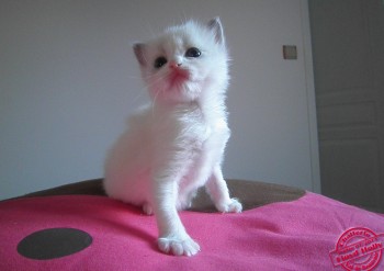 femelle blue bicolour - réservée - Chatterie Ragdolls du Val de Beauvoir